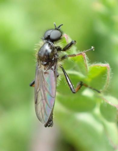 Réf. 252 864 : Bibio lanigerus